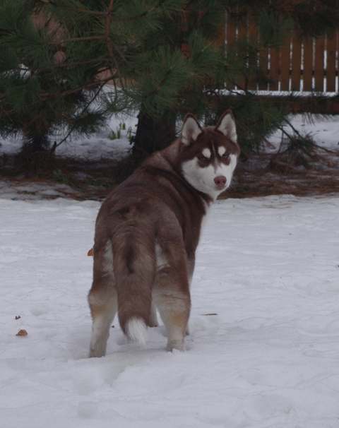 BILLY JEAN Polarctica