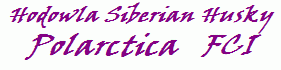 Łódzka Hodowla Siberian Husky - Polarctica FCI / Siberian Husky Kennel POLARCTICA FCI 