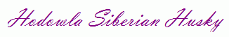 Hodowla Siberian Husky &frasl; Siberian Huskies Kennel