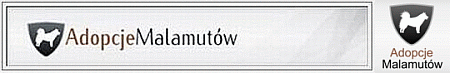 Adopcje Malamut�w - www.adopcjemalamutow.pl