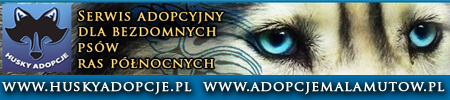 http://huskyadopcje.pl