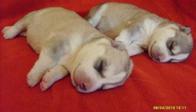 Puppies after Duma and Szaman