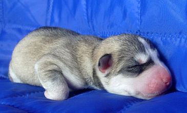 Silver and white female after Duma and Szaman
