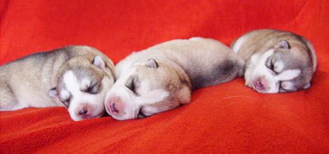 Puppies after Duma and Szaman