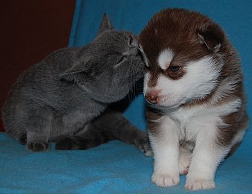 3 tyg.czekoladowo-bia�y piesek z kotem