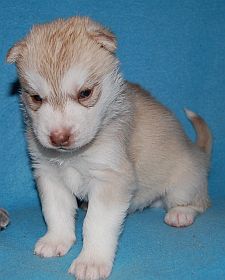 3 tyg. z�oto-bia�y piesek
