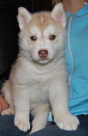 5 tyg. z�oto-bia�y piesek