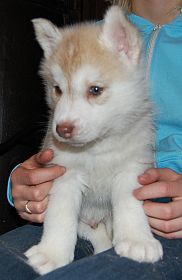 5 tyg. z�oto-bia�y piesek