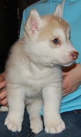 5 tyg. z�oto-bia�y piesek