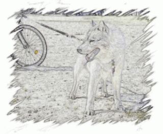 Łódzka Hodowla Siberian Husky