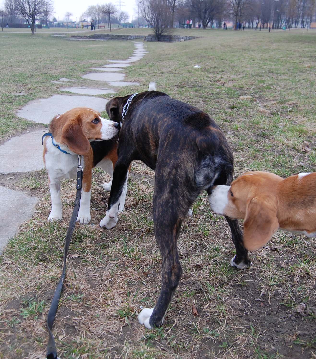 Beagle - DUMA