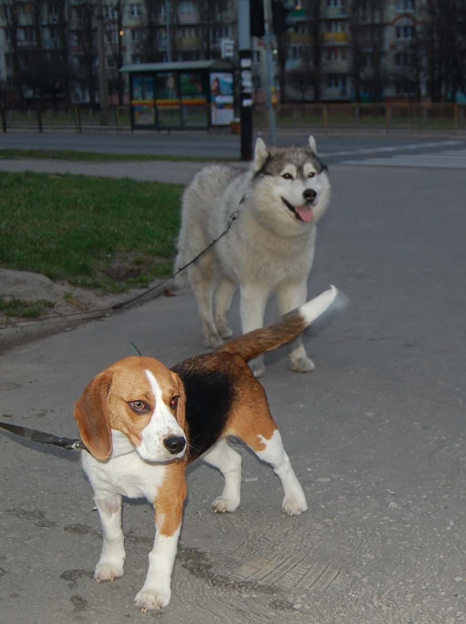 Beagle - DUMA