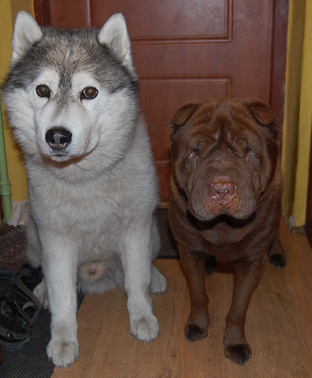 Dwaj Amigos