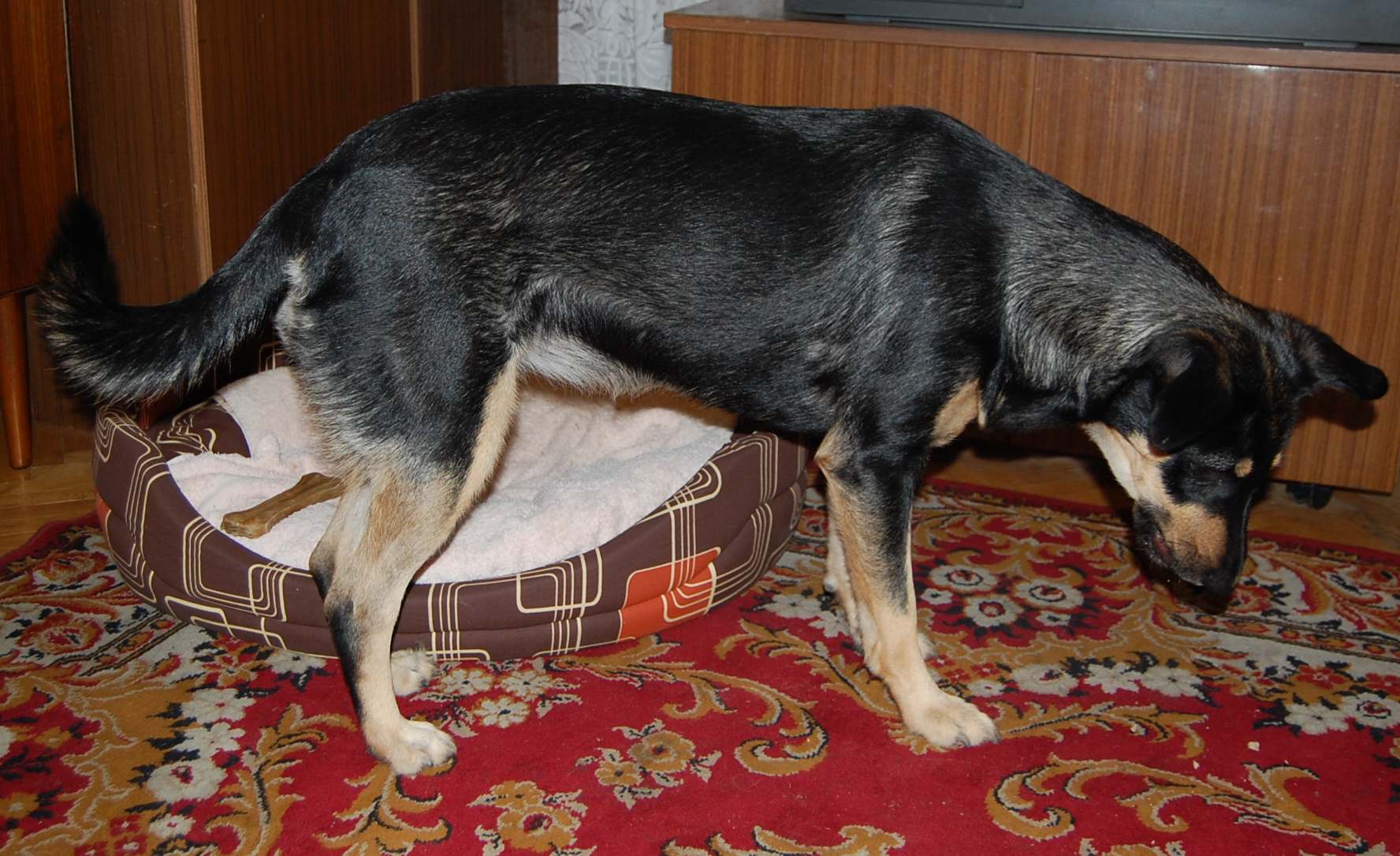 Sara