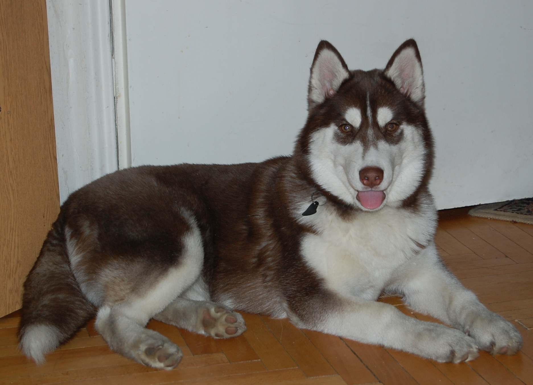 Zoja
