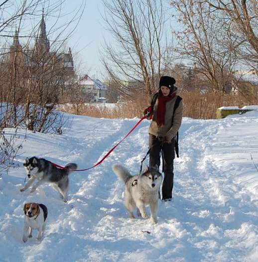Spacer z moim Szamanem oraz husky Mają i beaglem Zarą