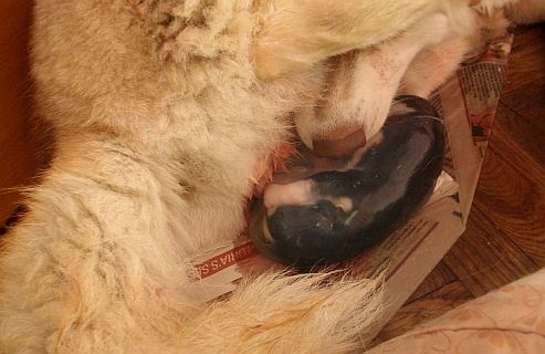 BLACK DEMON Polarctica