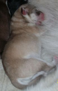 BELLEW ZAWIERUCHA Polarctica