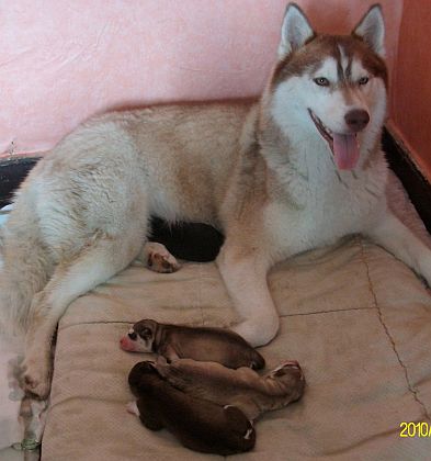 Zora ze szczeni�tami.