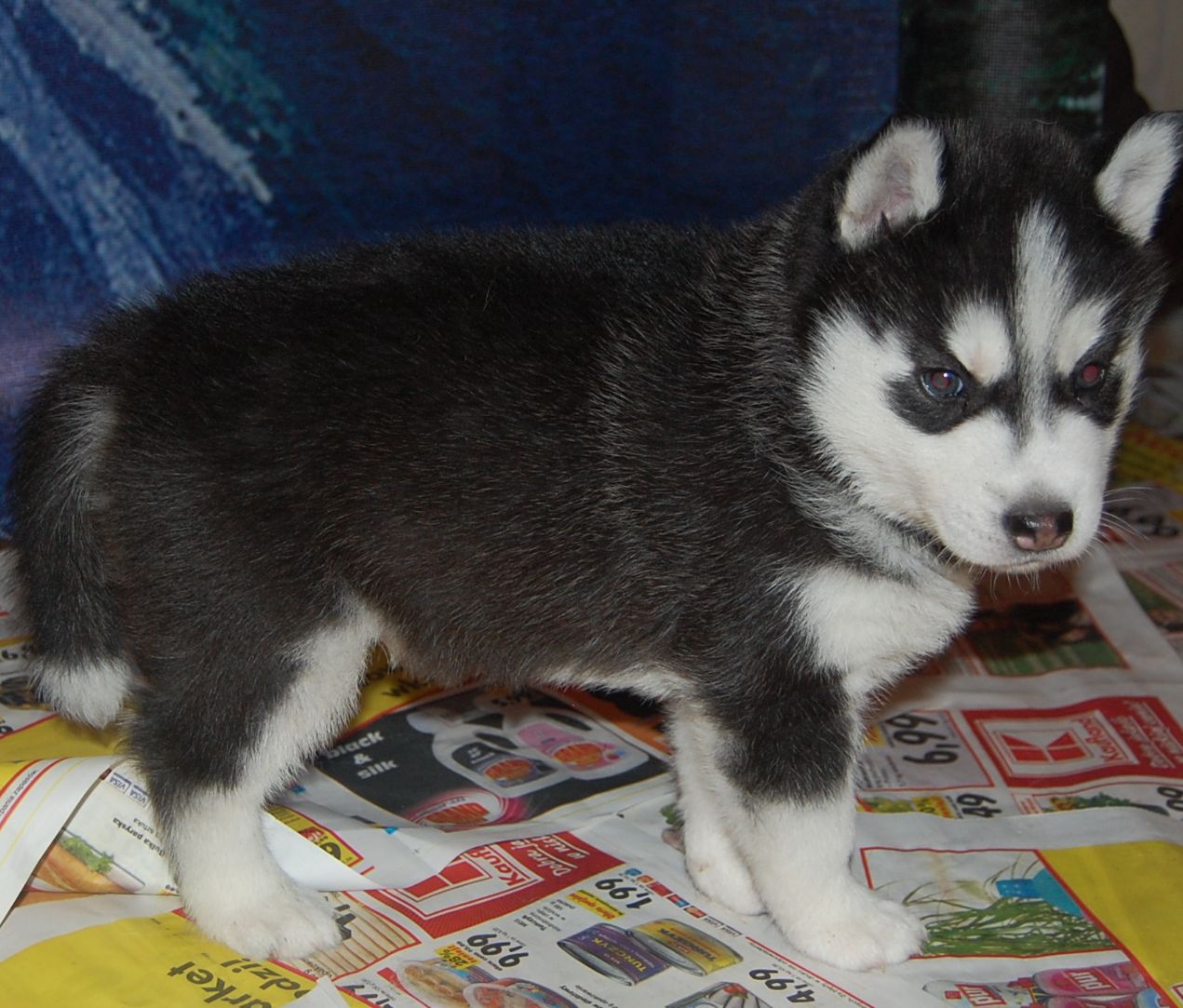 BLACK DEMON Polarctica