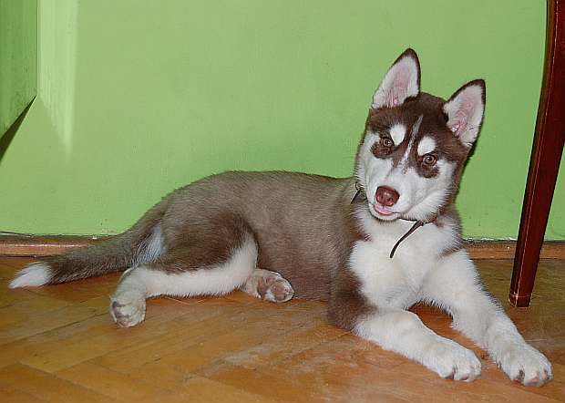 BILLY JEAN Polarctica