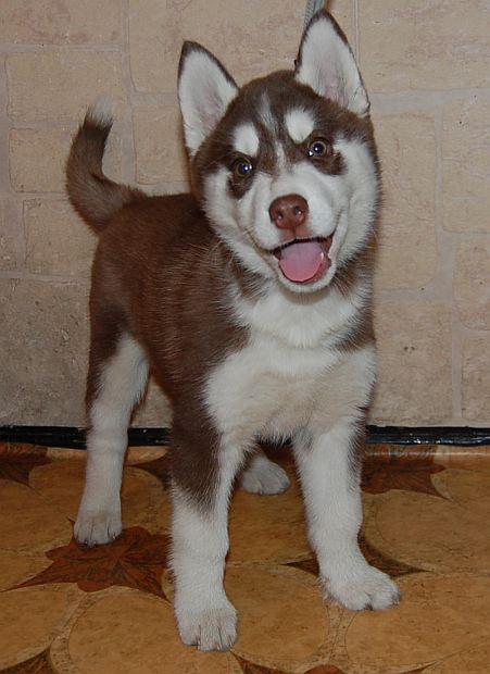 BILLY JEAN Polarctica