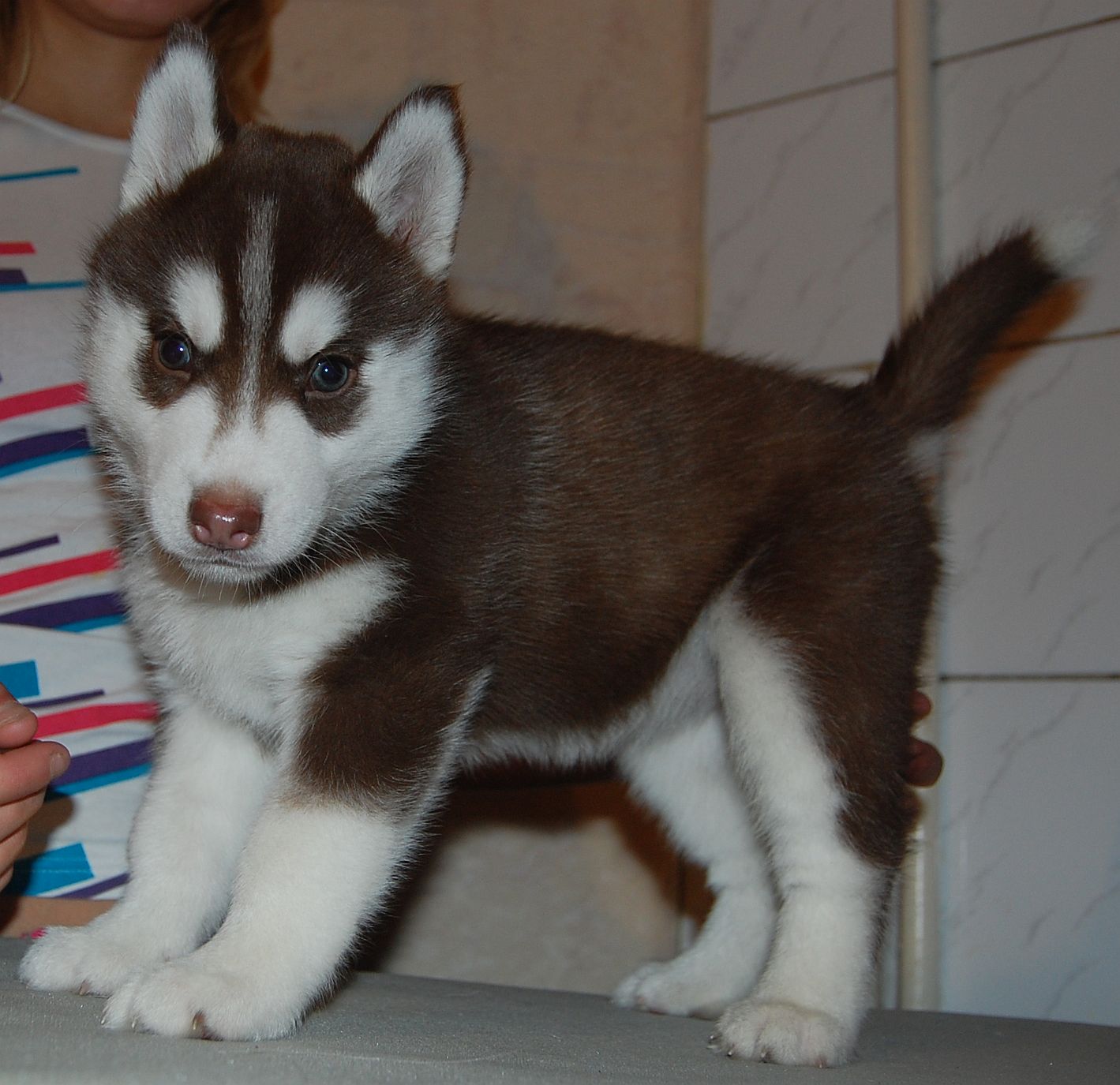 BILLY JEAN Polarctica