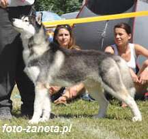 BALTO The Future Is Ours - "Balto"