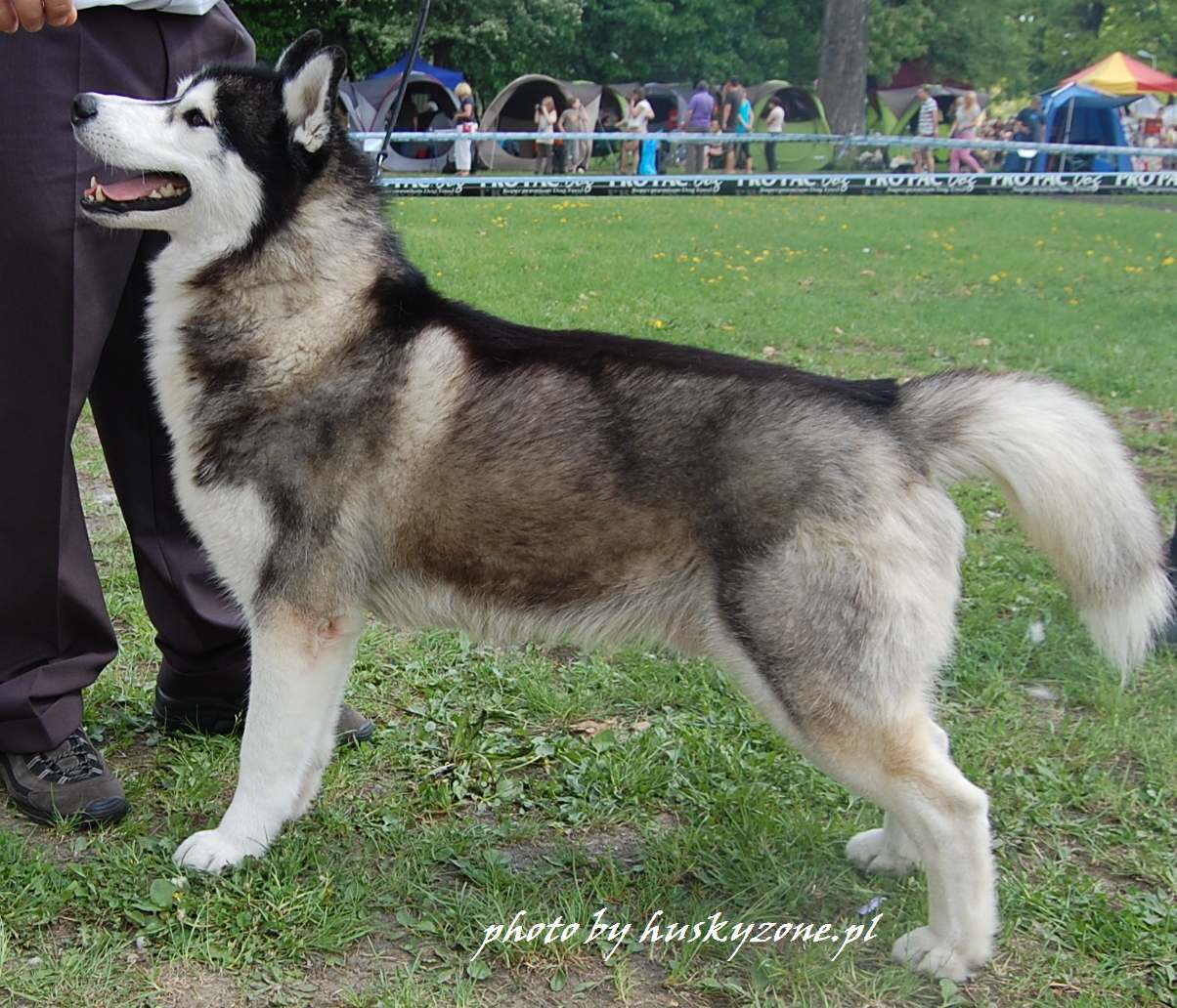 BALTO The Future Is Ours