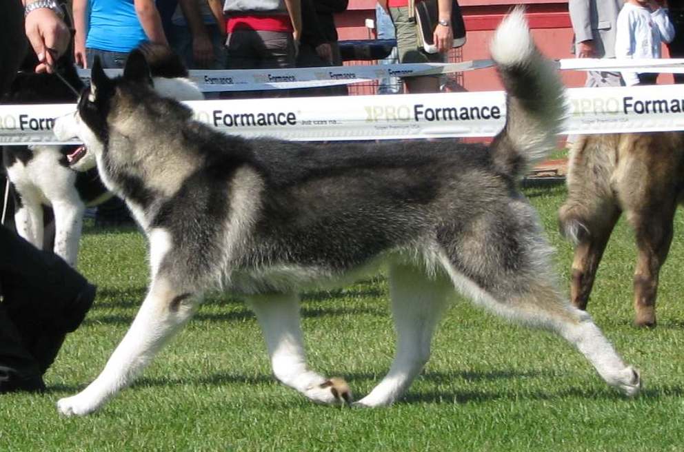 BALTO The Future Is Ours - "Balto"