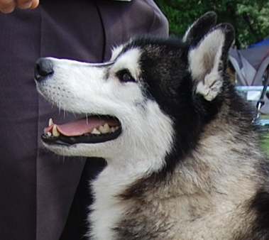 BALTO The Future Is Ours - "Balto "