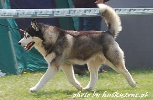 BALTO The Future Is Ours - "Balto "