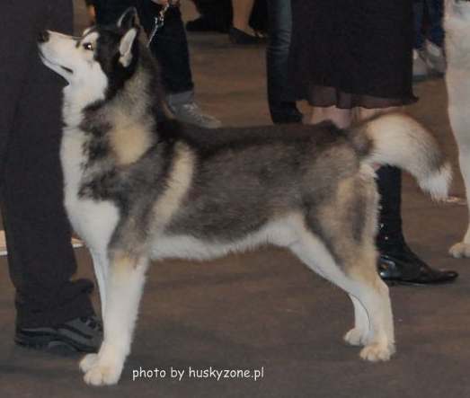 BALTO The Future Is Ours - "Balto"