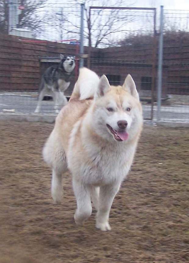 BELLEW ZAWIERUCHA Polarctica