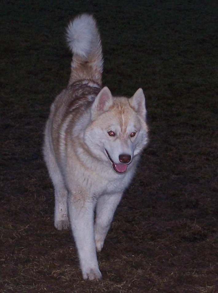 BELLEW ZAWIERUCHA Polarctica