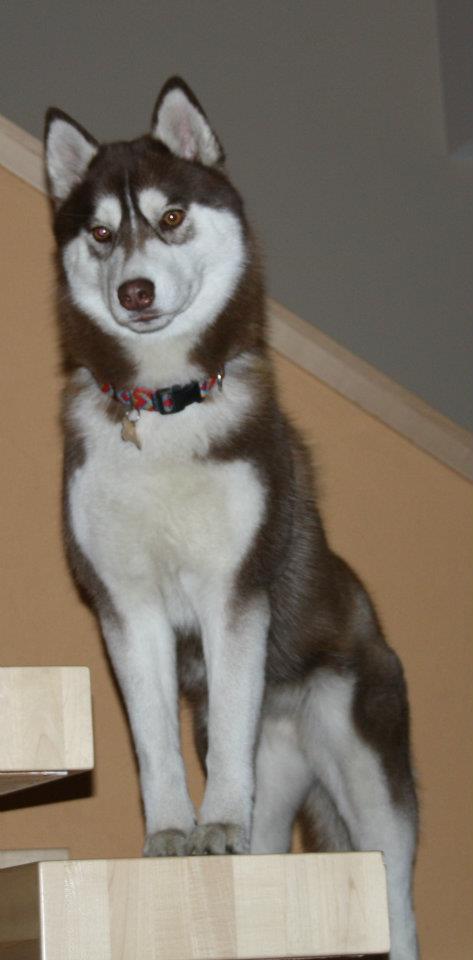 BILLY JEAN Polarctica