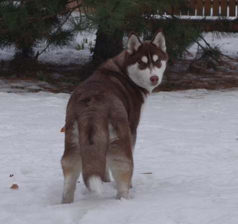 Husky z naszej hodowli!