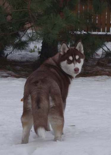 BILLY JEAN Polarctica