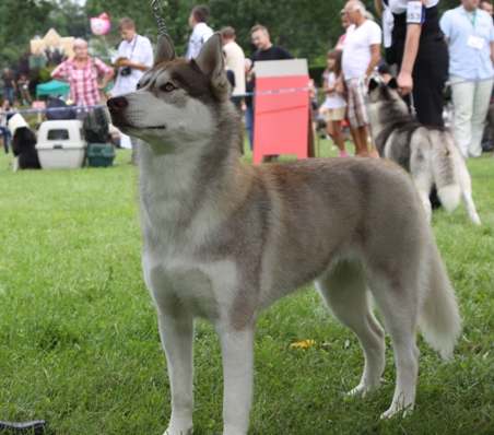 C�rka Zory - BOSSINI POlarctica