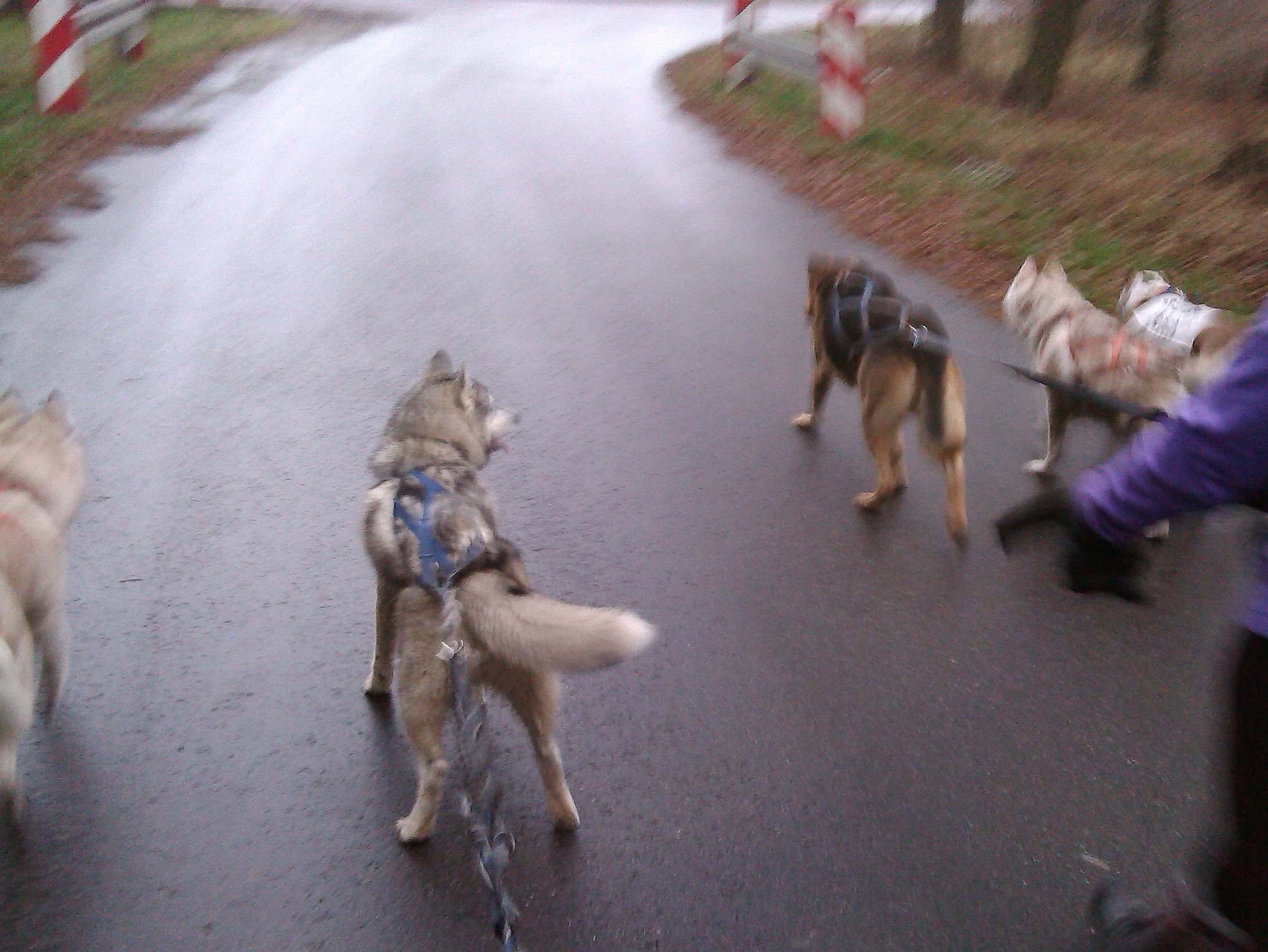 Dogorient 2013, fot.M.Krzemi�ska