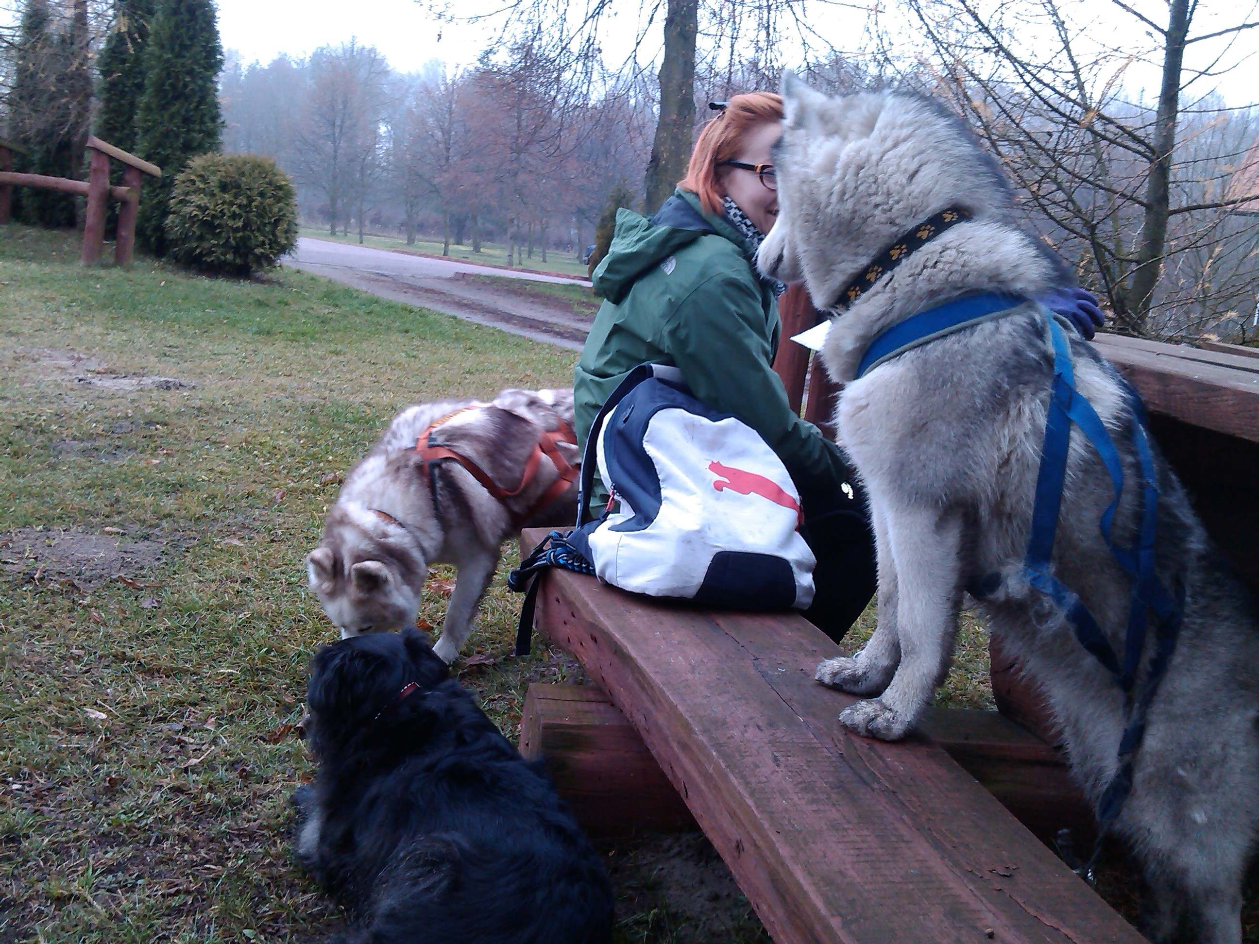 Shiva podczas odpoczynku w siedzibie Nadle�nictwa, gdzie obiera�y�my plan dzia�ania ;)