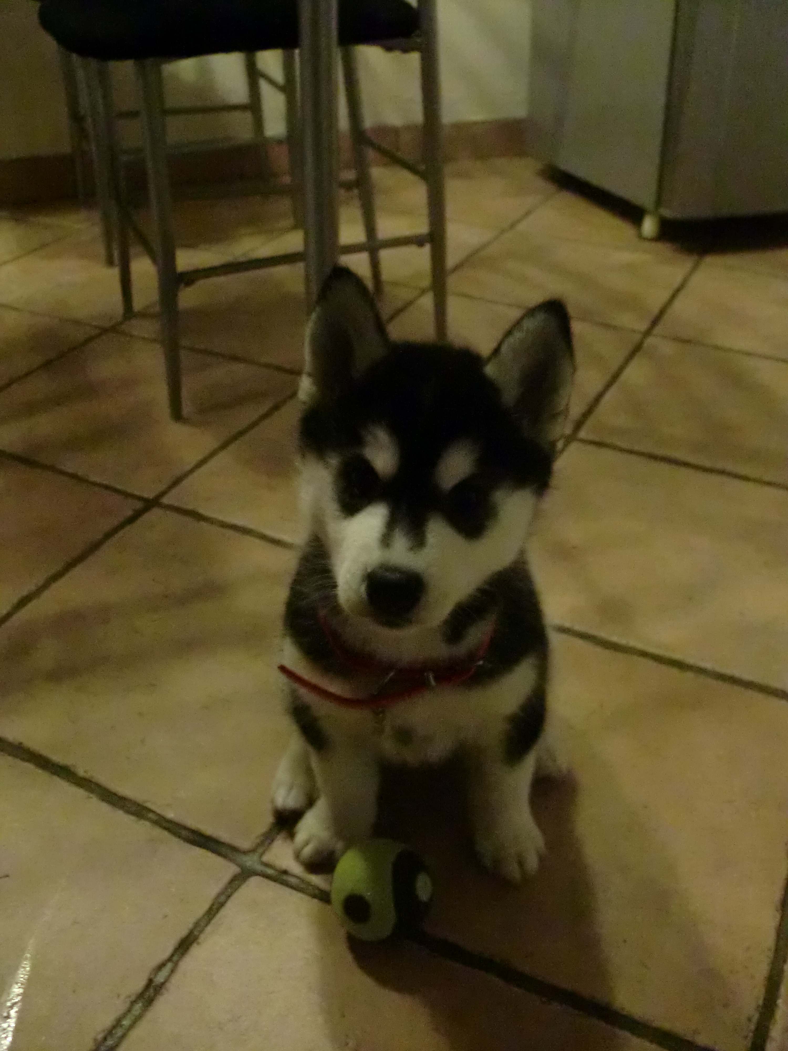 INARI Polarctica - HUNTER