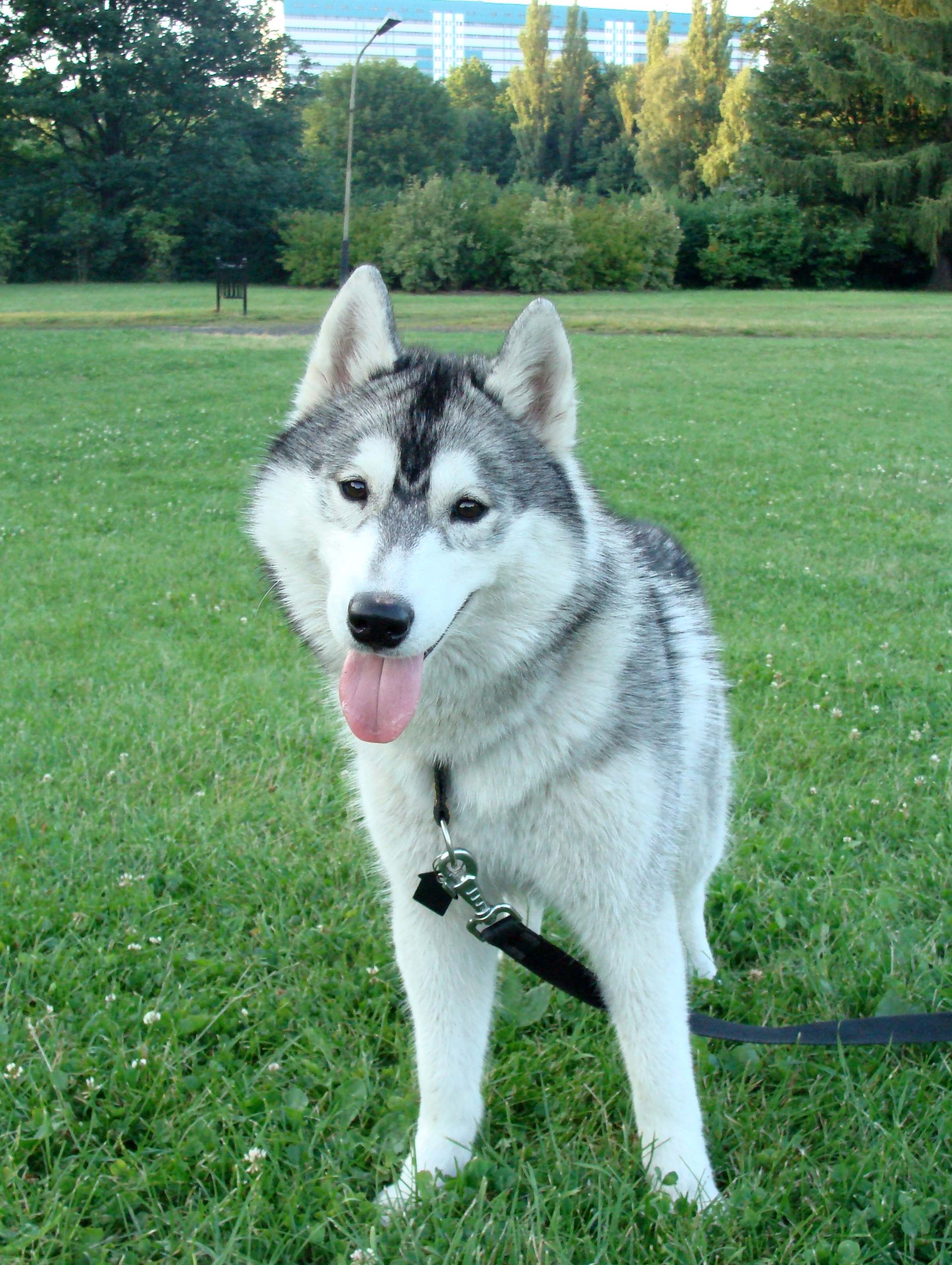 INDIAN SOUL Polarctica, fot.M.Krzemi�ska