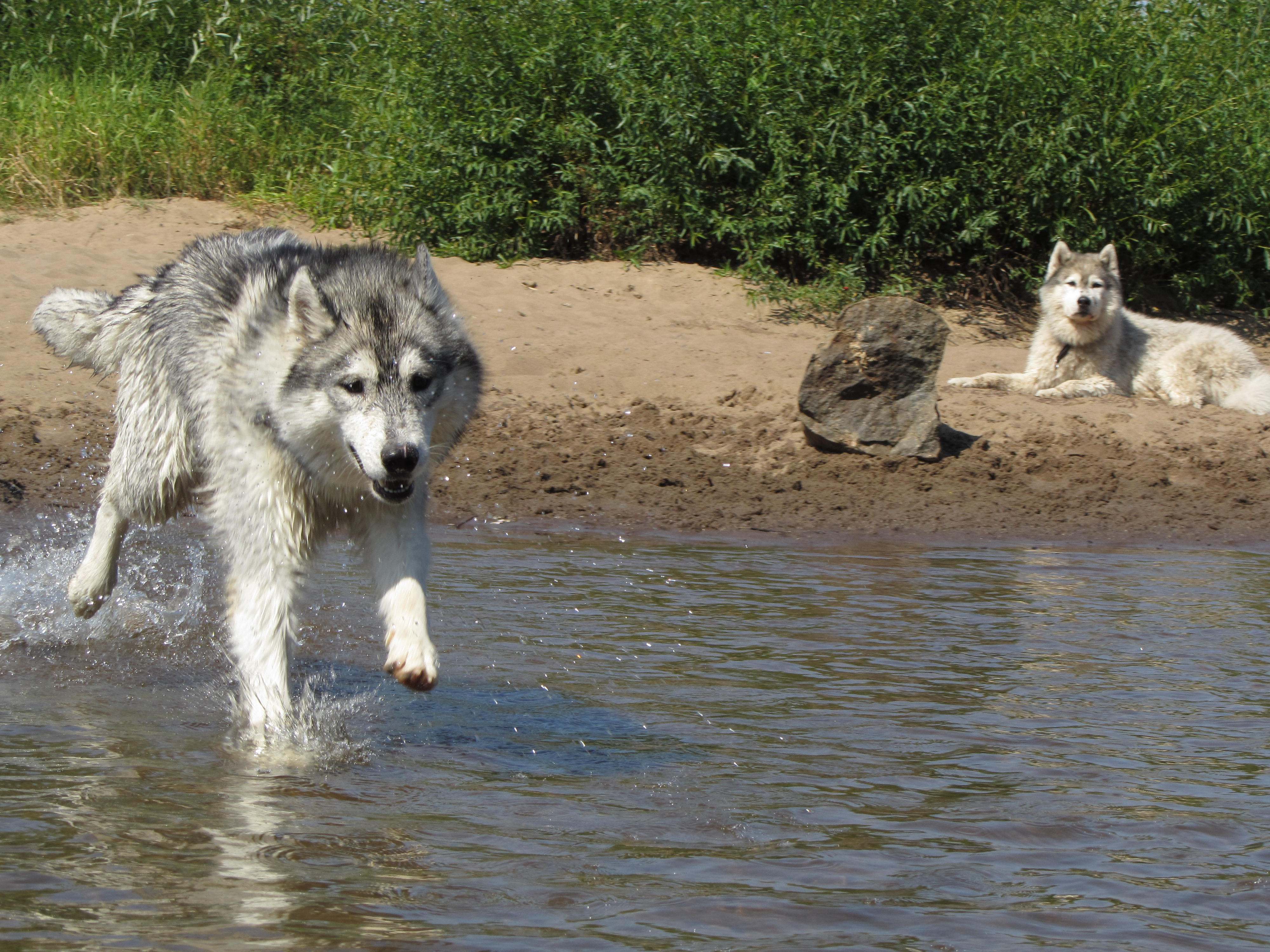Psie Wyzwania 2013, Dogsplash: Szaman i Shiva, fot.Joanna Pieciukiewicz