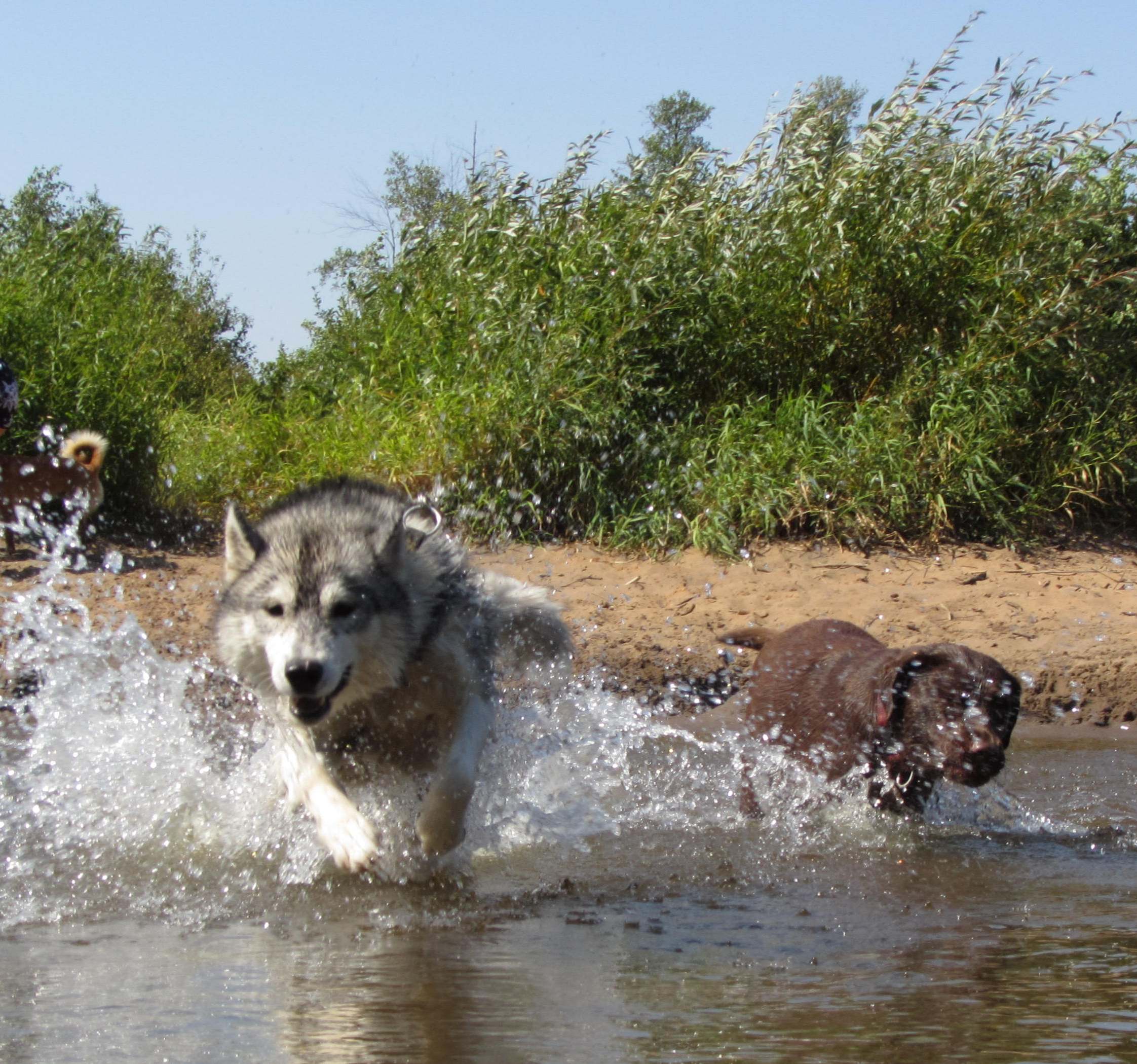 Psie Wyzwania 2013, Dogsplash: Shiva z labradork� Chili, fot.Joanna Pieciukiewicz