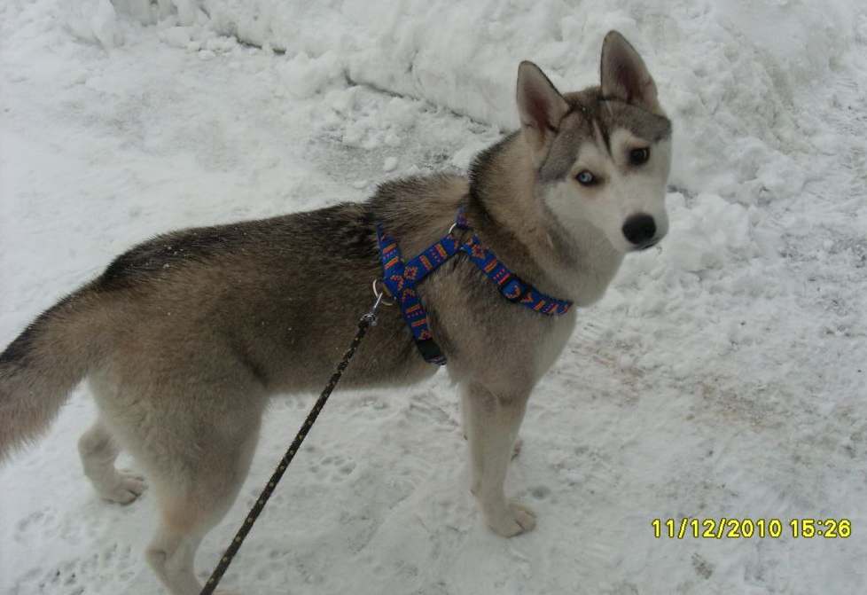 C�rka Szamana - LENA from Snow Cottage