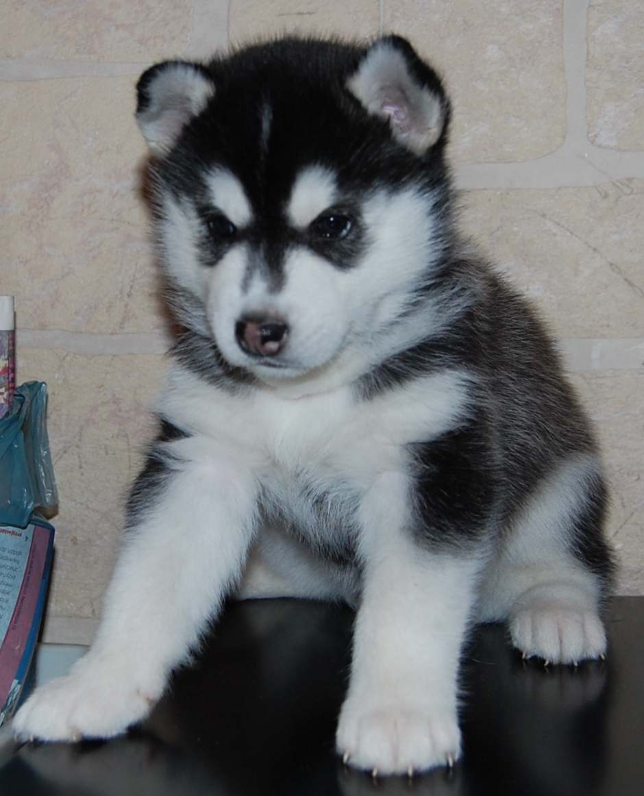 C�rka Zory - INARI Polarctica