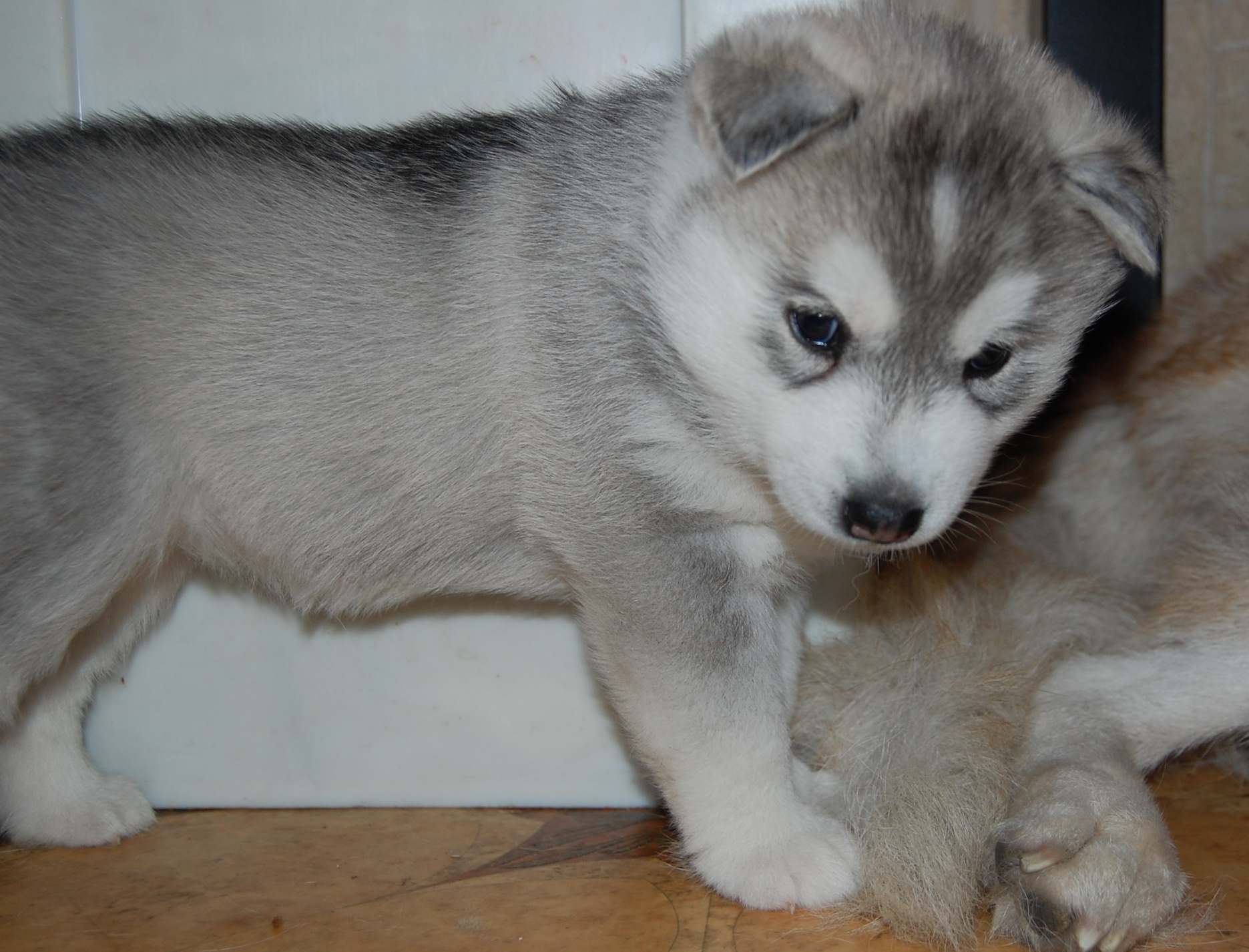 Szczeni�ta Zory i Balto.