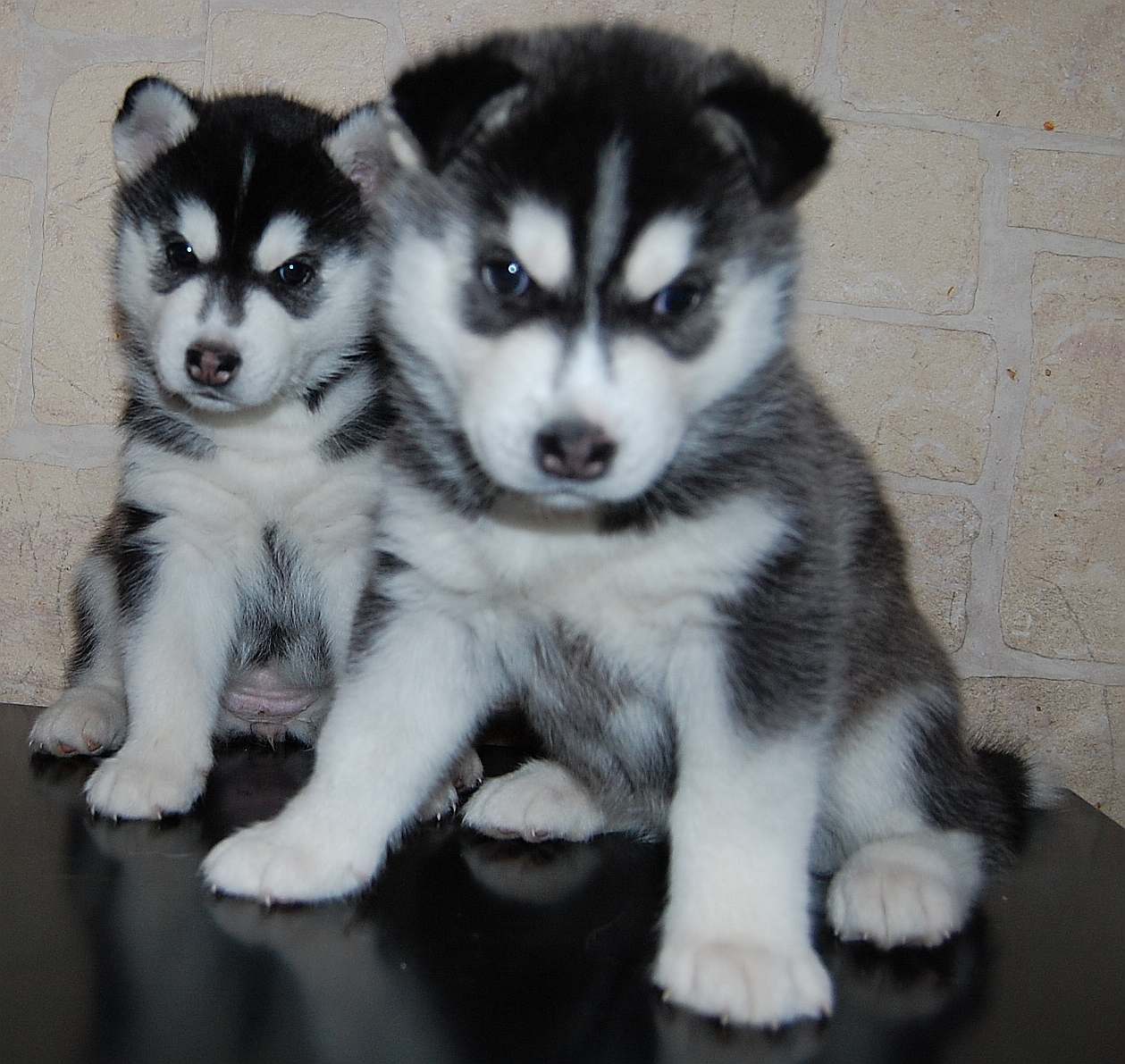 Szczeni�ta Zory i Balto.