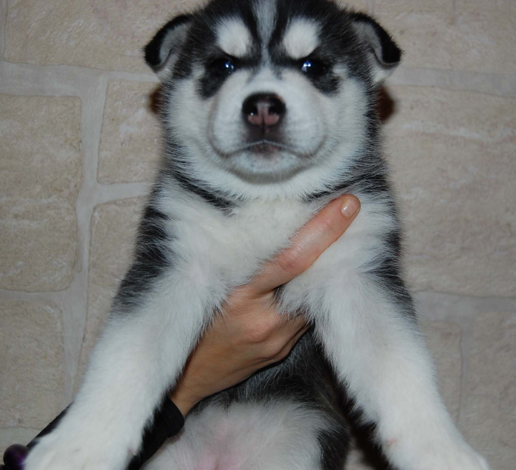 C�rka Zory - INDIGO Polarctica